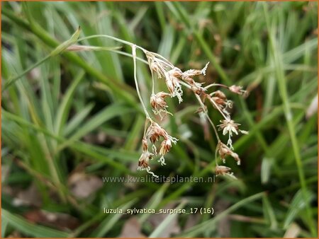 Luzula sylvatica &#39;Surprise&#39;