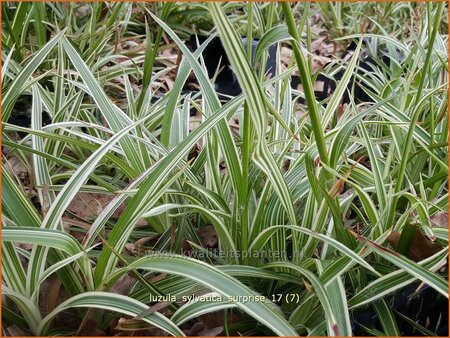 Luzula sylvatica &#39;Surprise&#39;