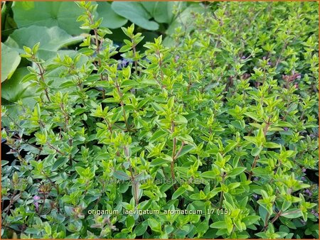 Origanum laevigatum &#39;Aromaticum&#39;