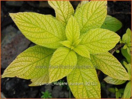 Origanum vulgare &#39;Aureum&#39;