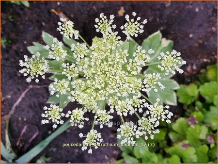 Peucedanum ostruthium &#39;Daphnis&#39;