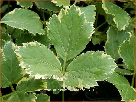 Peucedanum ostruthium &#39;Daphnis&#39;