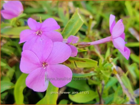 Phlox &#39;Forever Pink&#39;