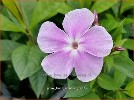 Phlox &#39;Franz Schubert&#39;