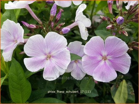 Phlox &#39;Franz Schubert&#39;