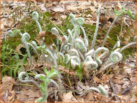 Polystichum acrostichoides