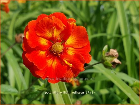 Potentilla &#39;William Rollisson&#39;