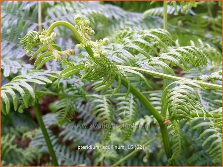 Pteridium aquilinum