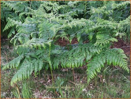 Pteridium aquilinum