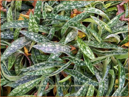 Pulmonaria longifolia &#39;E.B. Anderson&#39;