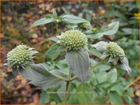 Pycnanthemum muticum