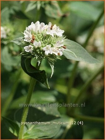 Pycnanthemum muticum