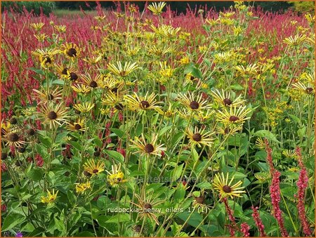 Rudbeckia subtomentosa &#39;Henry Eilers&#39;