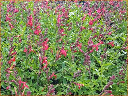 Salvia greggii &#39;Lipstick&#39;