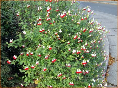 Salvia microphylla &#39;Hot Lips&#39;