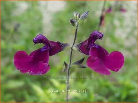 Salvia &#39;Nachtvlinder&#39;