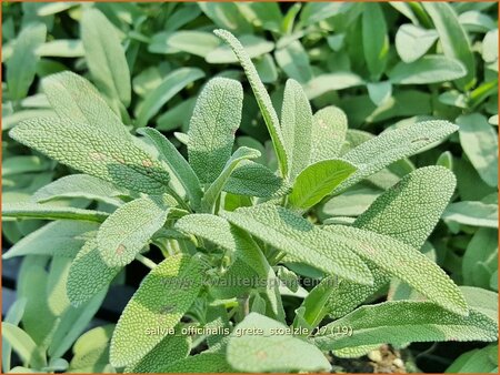 Salvia officinalis &#39;Grete Stölzle&#39;