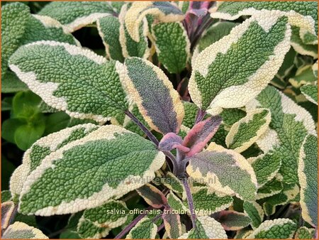 Salvia officinalis &#39;Tricolor&#39;