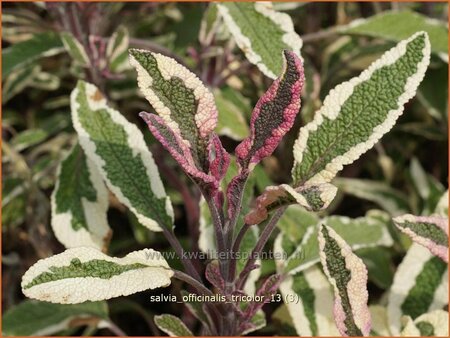 Salvia officinalis &#39;Tricolor&#39;