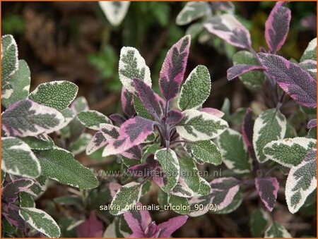 Salvia officinalis &#39;Tricolor&#39;