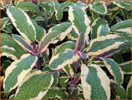 Salvia officinalis &#39;Tricolor&#39;