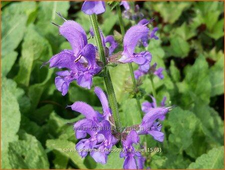 Salvia pratensis &#39;Rhapsody in Blue&#39;
