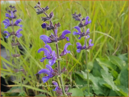 Salvia pratensis &#39;Rhapsody in Blue&#39;