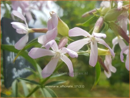 Saponaria officinalis