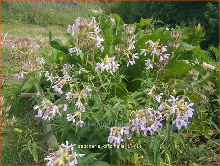 Saponaria officinalis