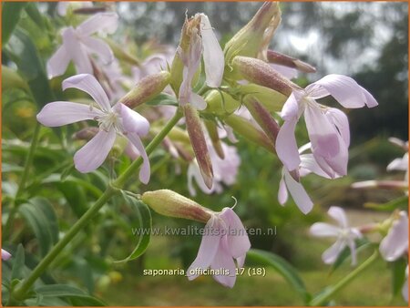 Saponaria officinalis