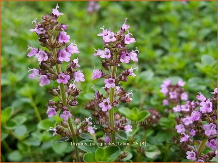 Thymus pulegioides 'Tabor'