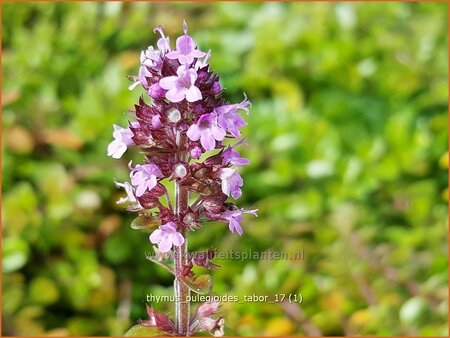 Thymus pulegioides 'Tabor'