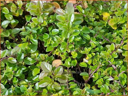 Thymus pulegioides 'Tabor'