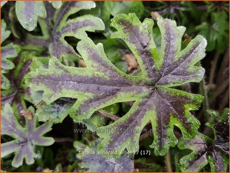 Tiarella &#39;Emerald Ellie&#39;