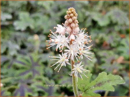 Tiarella &#39;Emerald Ellie&#39;