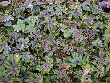 Tiarella &#39;Emerald Ellie&#39;