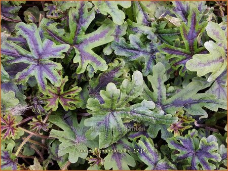 Tiarella &#39;Emerald Ellie&#39;