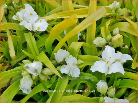 Tradescantia &#39;Angelic Charm&#39;