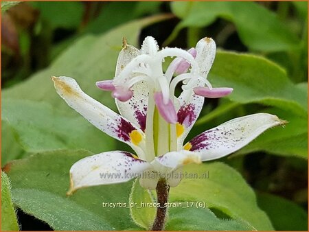 Tricyrtis &#39;Dr. Hiraos Strain&#39;