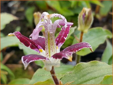 Tricyrtis &#39;Dr. Hiraos Strain&#39;