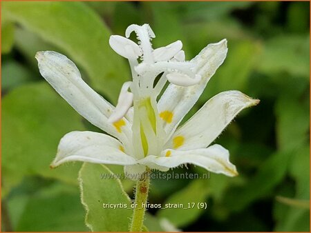 Tricyrtis &#39;Dr. Hiraos Strain&#39;