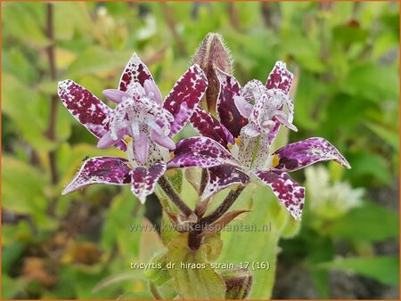 Tricyrtis &#39;Dr. Hiraos Strain&#39;