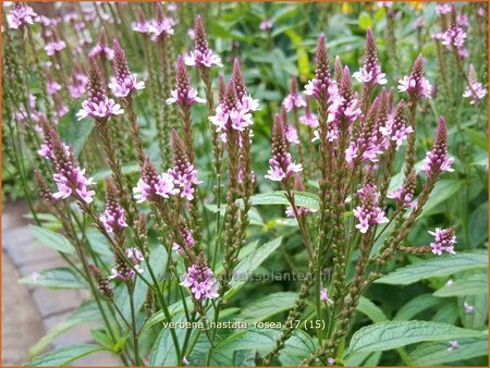 Verbena hastata &#39;Rosea&#39;