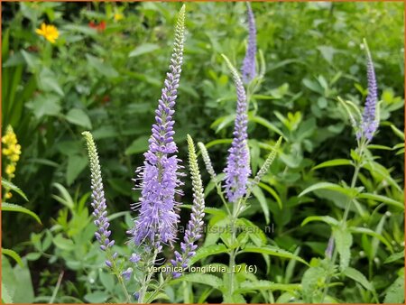 Veronica longifolia