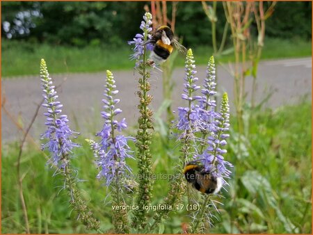 Veronica longifolia