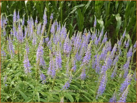 Veronica longifolia