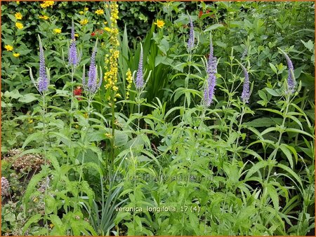 Veronica longifolia