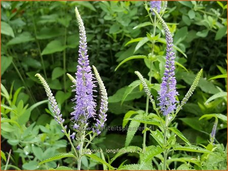 Veronica longifolia