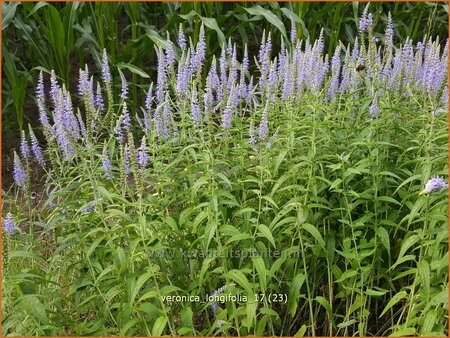 Veronica longifolia