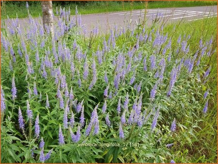 Veronica longifolia